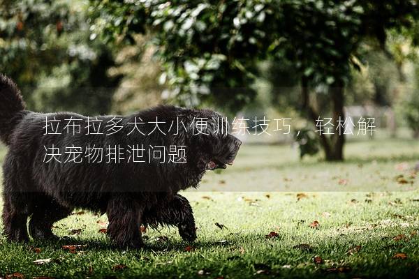 拉布拉多犬大小便训练技巧，轻松解决宠物排泄问题