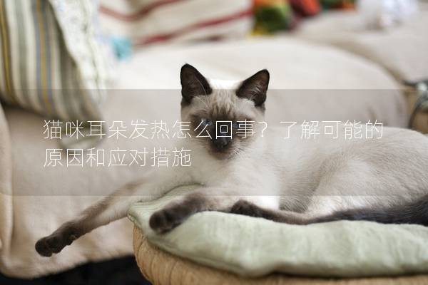 猫咪耳朵发热怎么回事？了解可能的原因和应对措施