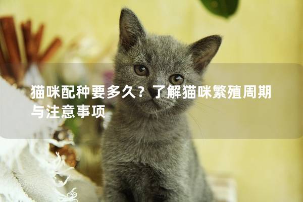 猫咪配种要多久？了解猫咪繁殖周期与注意事项