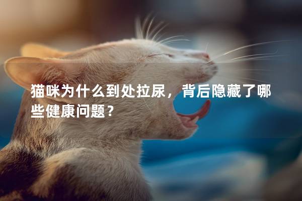 猫咪为什么到处拉尿，背后隐藏了哪些健康问题？