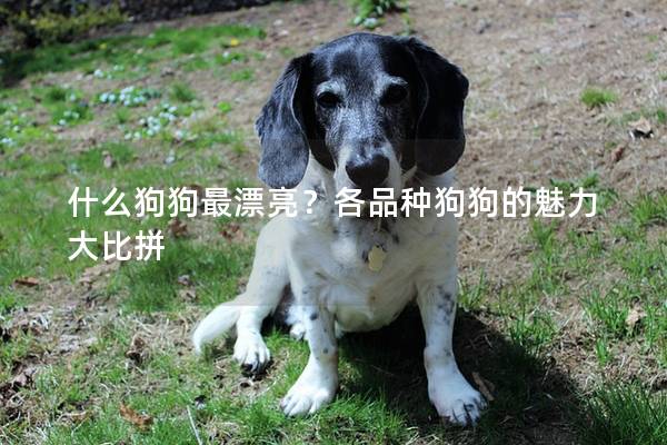 什么狗狗最漂亮？各品种狗狗的魅力大比拼