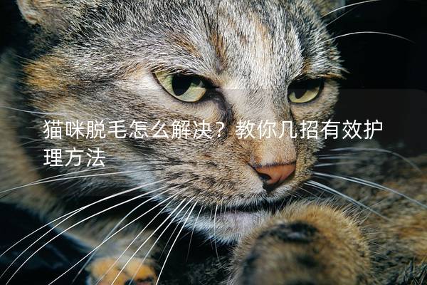 猫咪脱毛怎么解决？教你几招有效护理方法