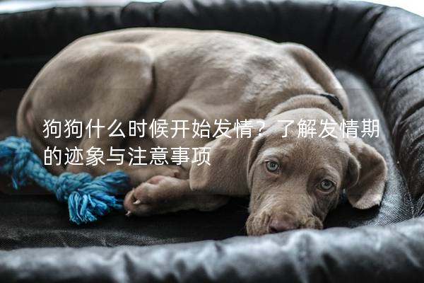 狗狗什么时候开始发情？了解发情期的迹象与注意事项