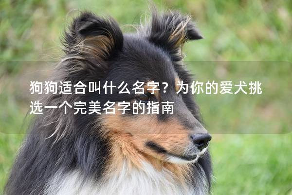 狗狗适合叫什么名字?为你的爱犬挑选一个完美名字的指南