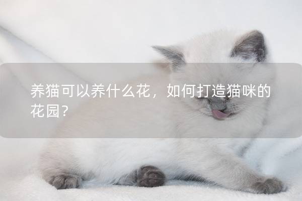 养猫可以养什么花，如何打造猫咪的花园？