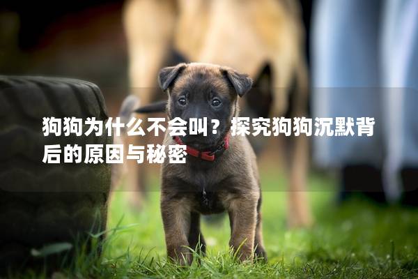 狗狗为什么不会叫？探究狗狗沉默背后的原因与秘密