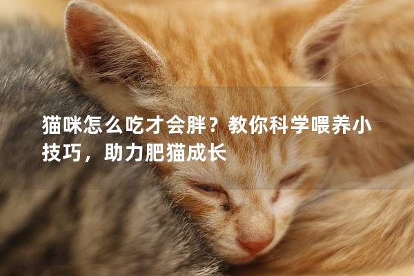 猫咪怎么吃才会胖？教你科学喂养小技巧，助力肥猫成长