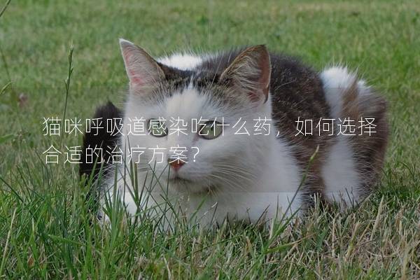 猫咪呼吸道感染吃什么药，如何选择合适的治疗方案？