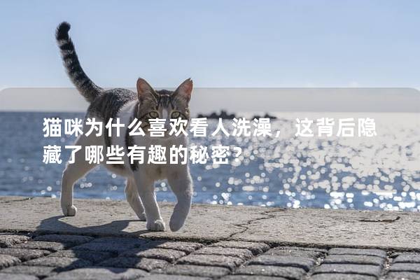 猫咪为什么喜欢看人洗澡，这背后隐藏了哪些有趣的秘密？