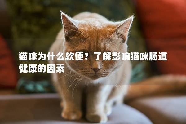 猫咪为什么软便？了解影响猫咪肠道健康的因素