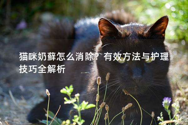 猫咪奶藓怎么消除？有效方法与护理技巧全解析