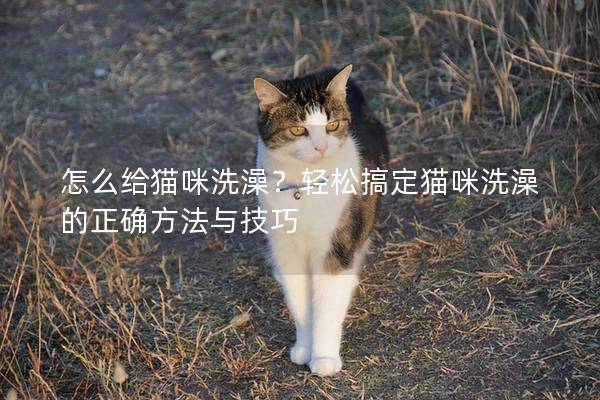 怎么给猫咪洗澡？轻松搞定猫咪洗澡的正确方法与技巧