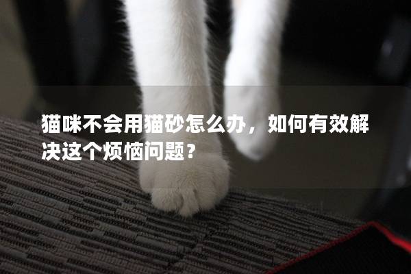 猫咪不会用猫砂怎么办，如何有效解决这个烦恼问题？