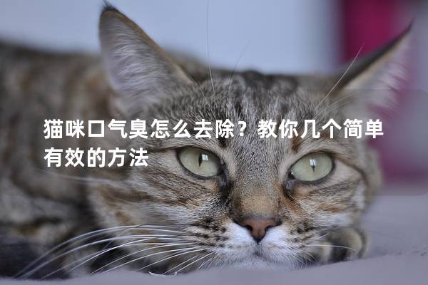 猫咪口气臭怎么去除？教你几个简单有效的方法