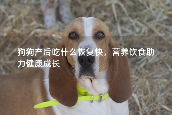 狗狗产后吃什么恢复快，营养饮食助力健康成长