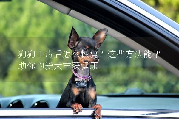 狗狗中毒后怎么恢复？这些方法能帮助你的爱犬重获健康