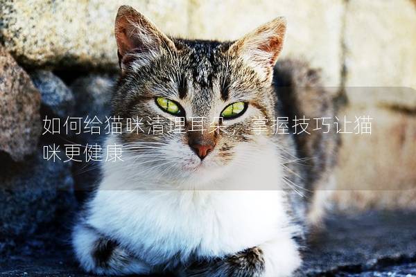 如何给猫咪清理耳朵，掌握技巧让猫咪更健康