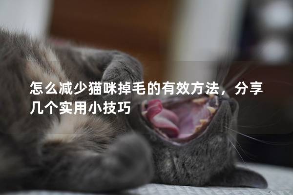 怎么减少猫咪掉毛的有效方法，分享几个实用小技巧