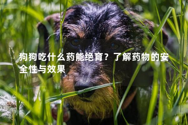 狗狗吃什么药能绝育？了解药物的安全性与效果