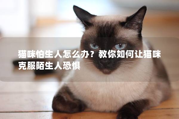 猫咪怕生人怎么办？教你如何让猫咪克服陌生人恐惧