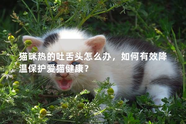 猫咪热的吐舌头怎么办，如何有效降温保护爱猫健康？