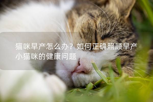 猫咪早产怎么办？如何正确照顾早产小猫咪的健康问题