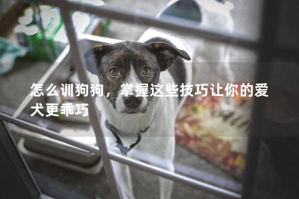 怎么训狗狗，掌握这些技巧让你的爱犬更乖巧