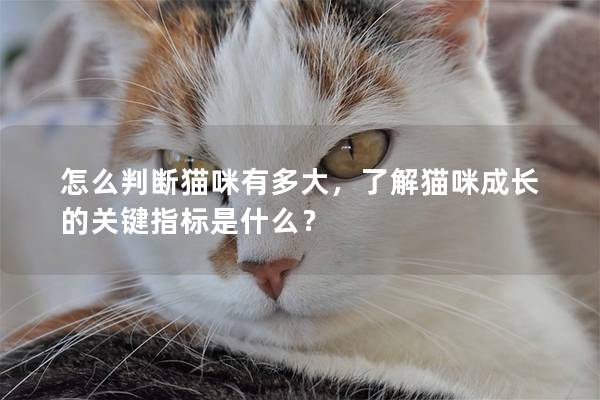 怎么判断猫咪有多大，了解猫咪成长的关键指标是什么？