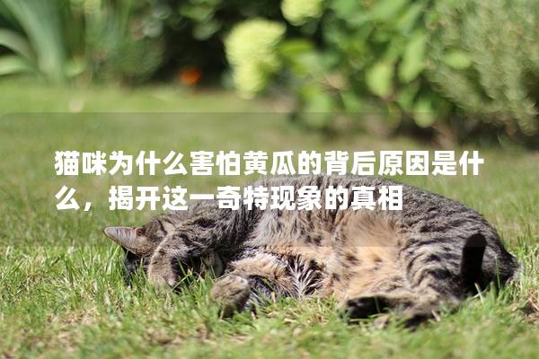 猫咪为什么害怕黄瓜的背后原因是什么，揭开这一奇特现象的真相