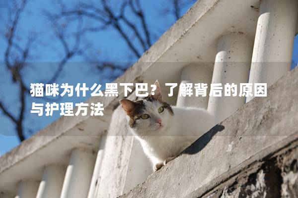 猫咪为什么黑下巴？了解背后的原因与护理方法