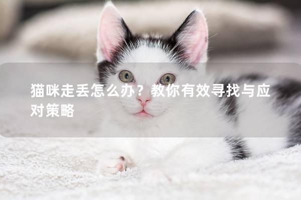 猫咪走丢怎么办？教你有效寻找与应对策略