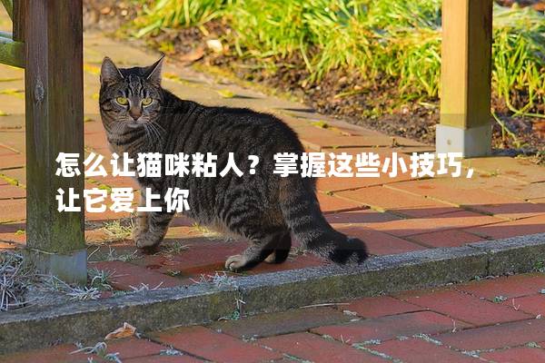 怎么让猫咪粘人？掌握这些小技巧，让它爱上你