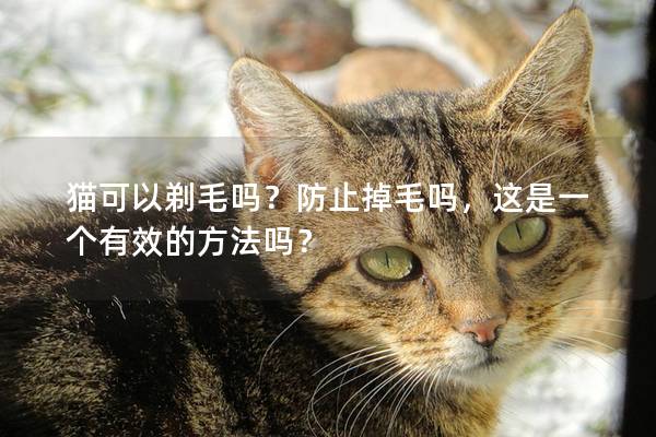 猫可以剃毛吗？防止掉毛吗，这是一个有效的方法吗？