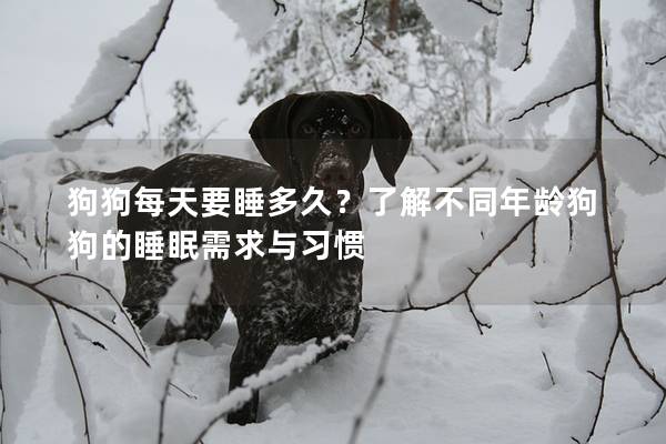 狗狗每天要睡多久？了解不同年龄狗狗的睡眠需求与习惯