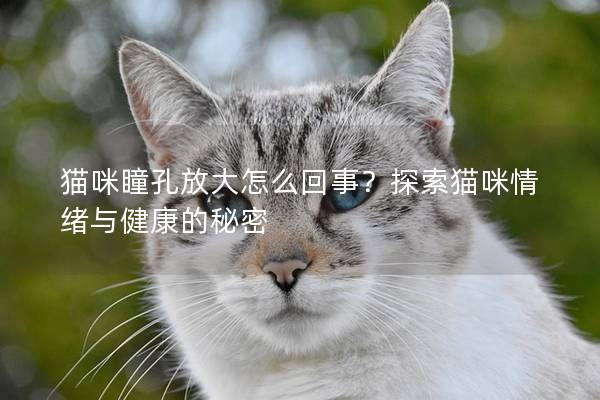 猫咪瞳孔放大怎么回事？探索猫咪情绪与健康的秘密