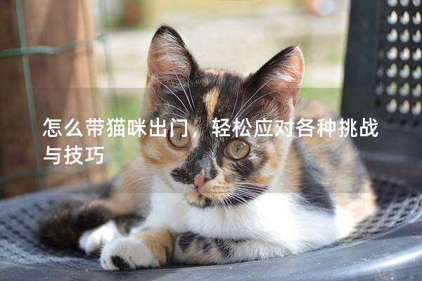 怎么带猫咪出门，轻松应对各种挑战与技巧