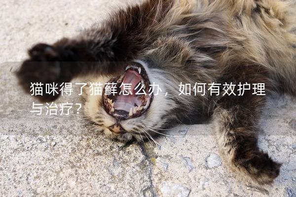 猫咪得了猫藓怎么办，如何有效护理与治疗？