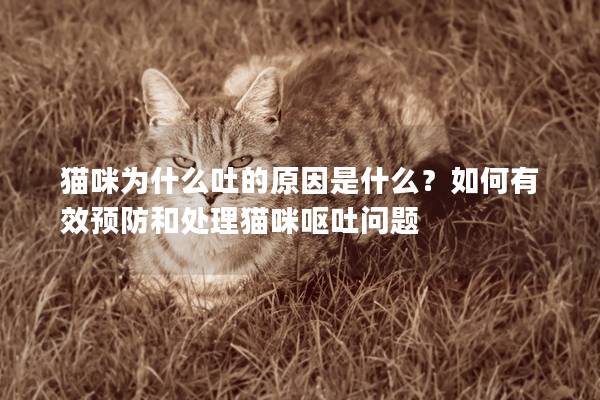 猫咪为什么吐的原因是什么？如何有效预防和处理猫咪呕吐问题