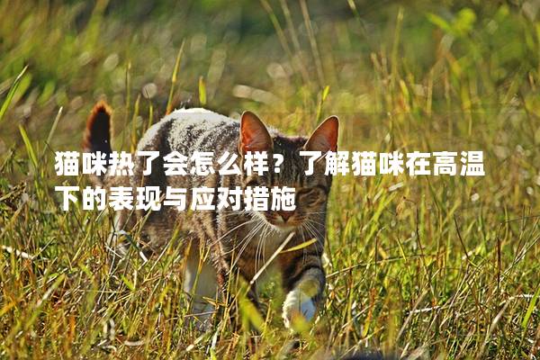 猫咪热了会怎么样？了解猫咪在高温下的表现与应对措施