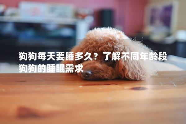 狗狗每天要睡多久？了解不同年龄段狗狗的睡眠需求