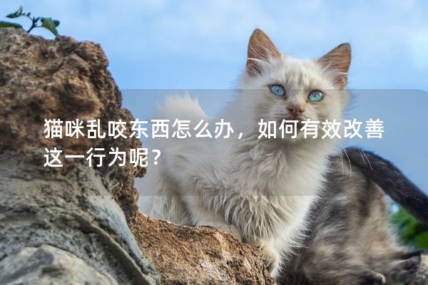 猫咪乱咬东西怎么办，如何有效改善这一行为呢？