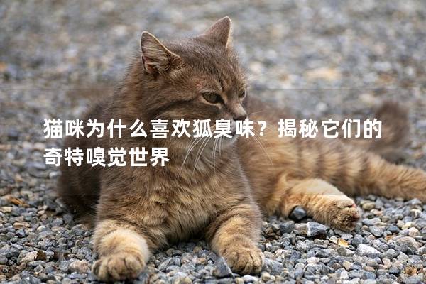 猫咪为什么喜欢狐臭味？揭秘它们的奇特嗅觉世界