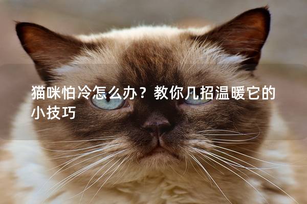 猫咪怕冷怎么办？教你几招温暖它的小技巧