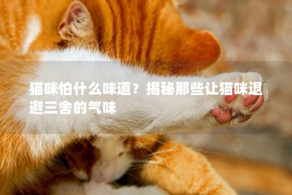 猫咪怕什么味道？揭秘那些让猫咪退避三舍的气味