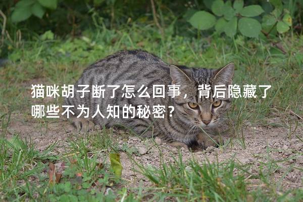 猫咪胡子断了怎么回事，背后隐藏了哪些不为人知的秘密？