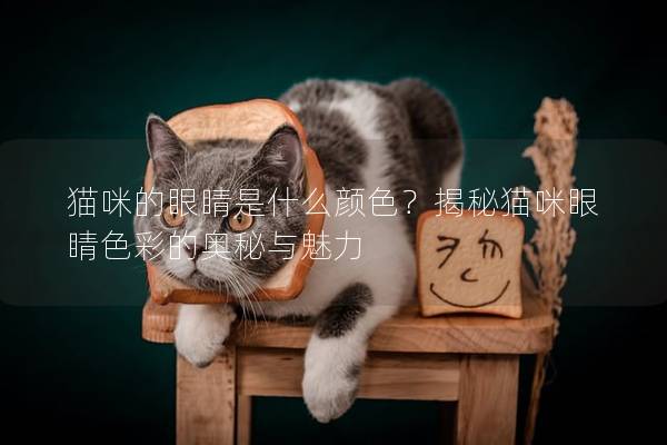 猫咪的眼睛是什么颜色？揭秘猫咪眼睛色彩的奥秘与魅力