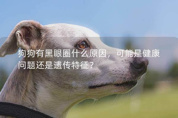 狗狗有黑眼圈什么原因，可能是健康问题还是遗传特征？