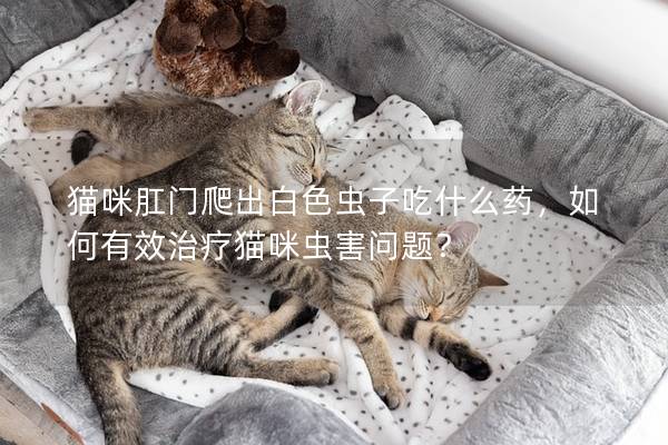 猫咪肛门爬出白色虫子吃什么药，如何有效治疗猫咪虫害问题？