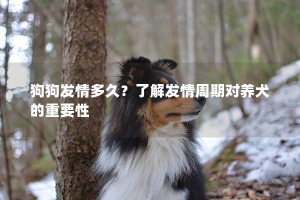 狗狗发情多久？了解发情周期对养犬的重要性