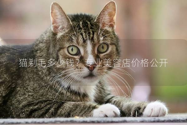 猫剃毛多少钱？专业美容店价格公开